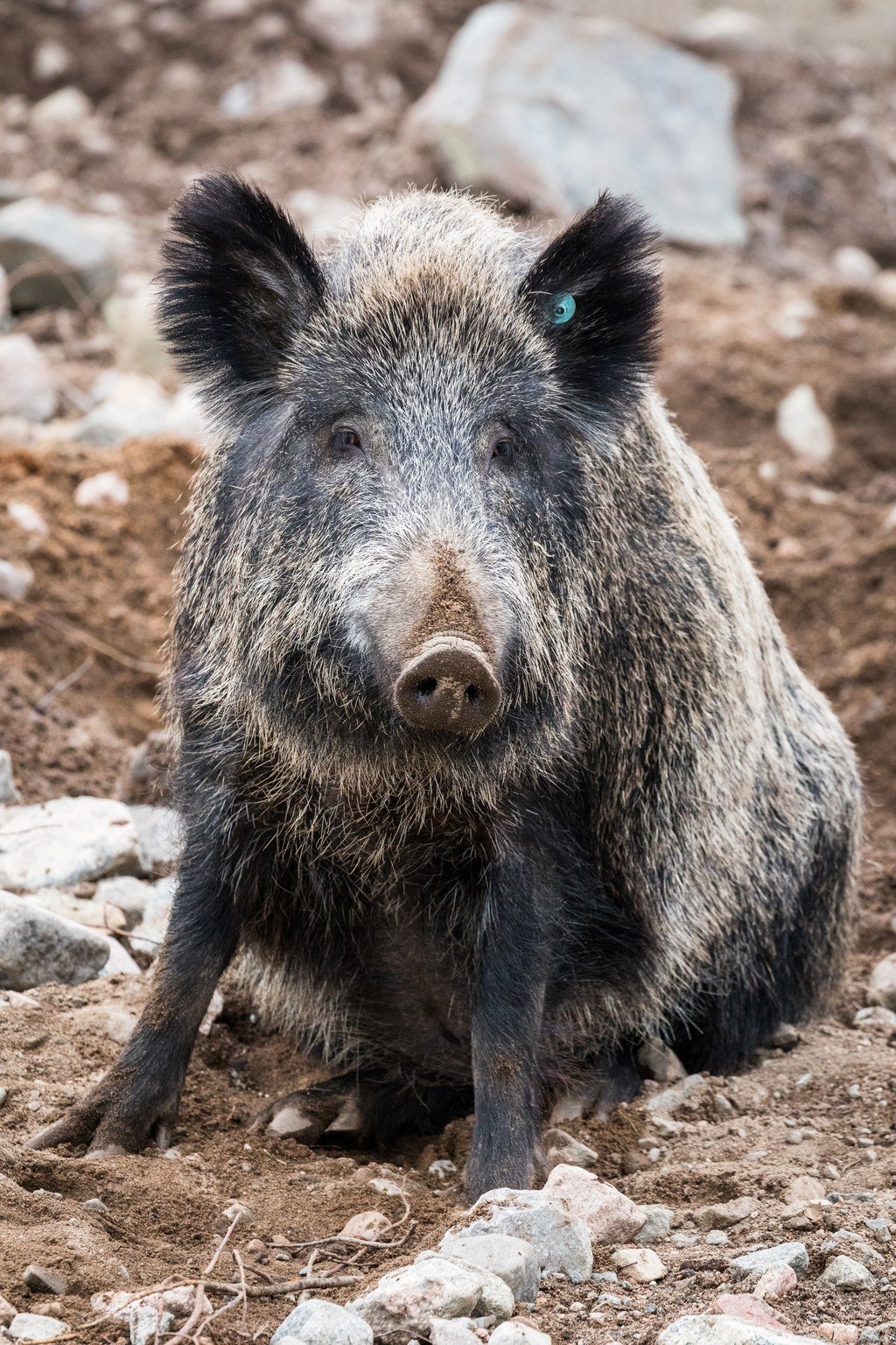 Partial list of retailers that sold Boar’s Head deli meats linked to outbreak now available