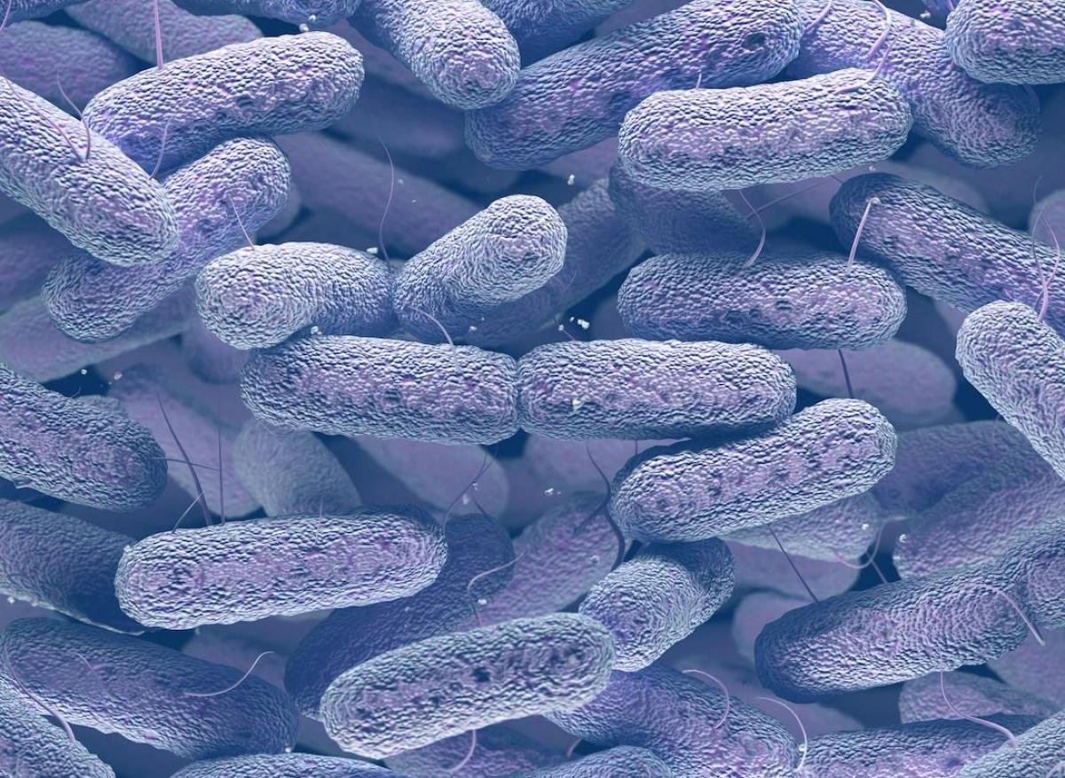 Recent E. coli outbreak under investigation