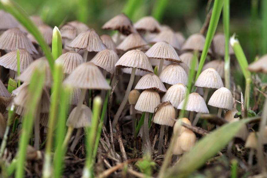 ‘Healing centers’ promise to be a safe way to ‘coast’ when consuming psychedelic mushrooms