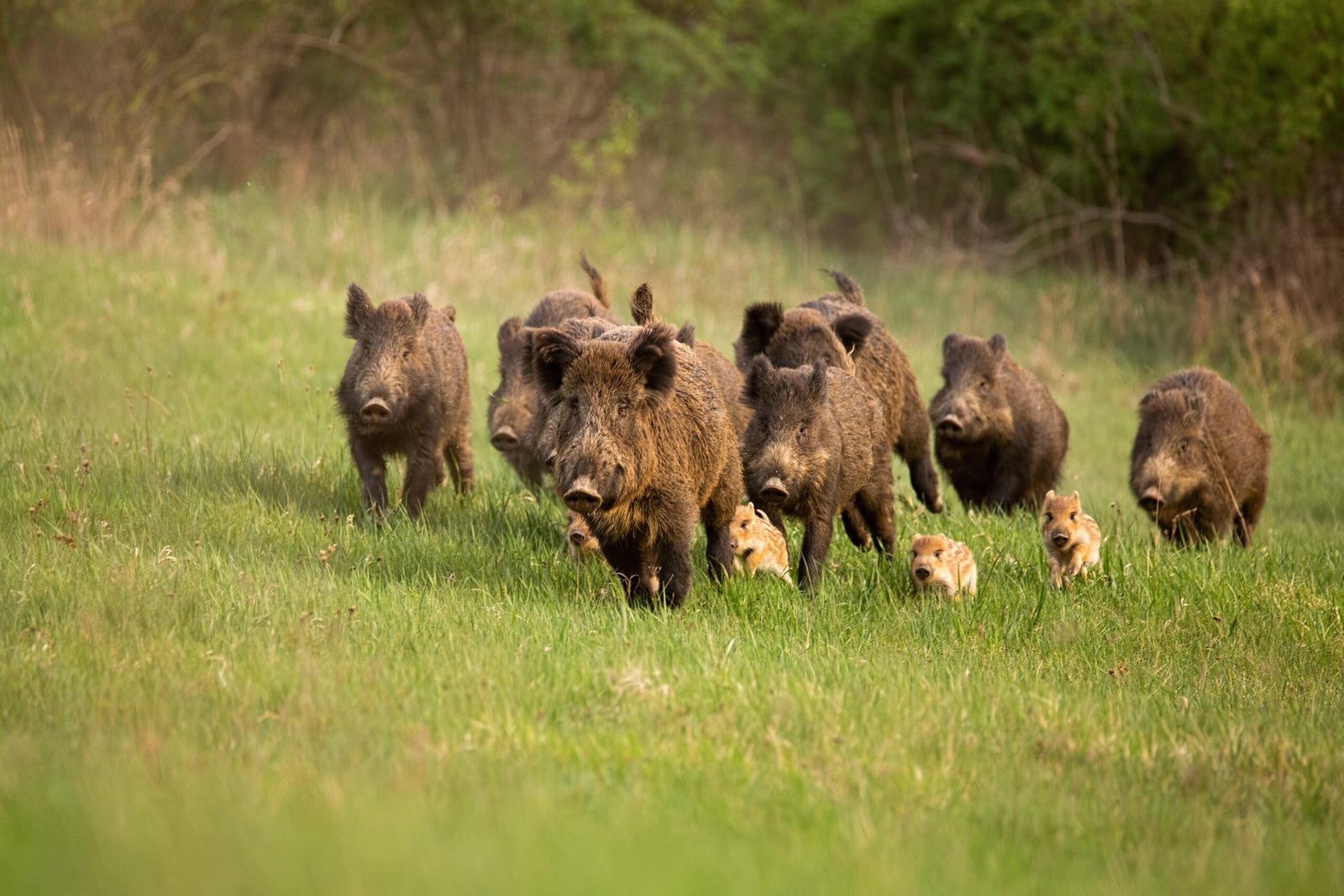 Checklist of retailers that sold Boar’s Head deli meats linked to outbreak now available