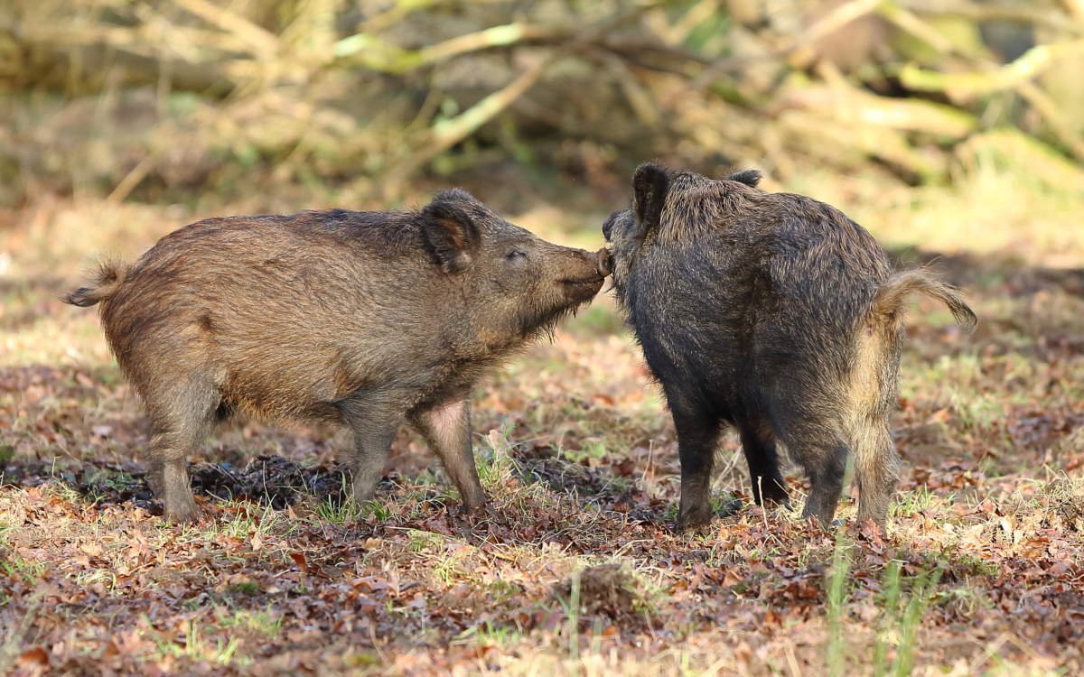 USDA refuses to answer questions about Boar’s Head production plant and inspections