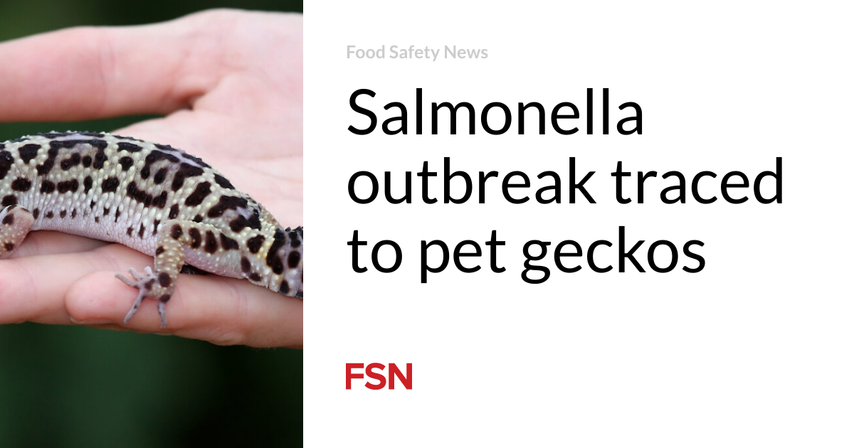 Salmonella outbreak traced to pet geckos