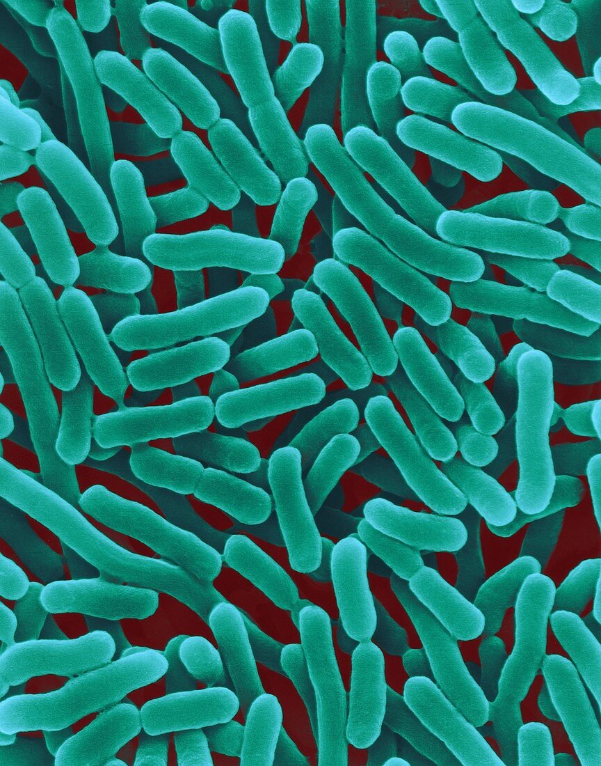 Swedish Salmonella outbreak sickens 27