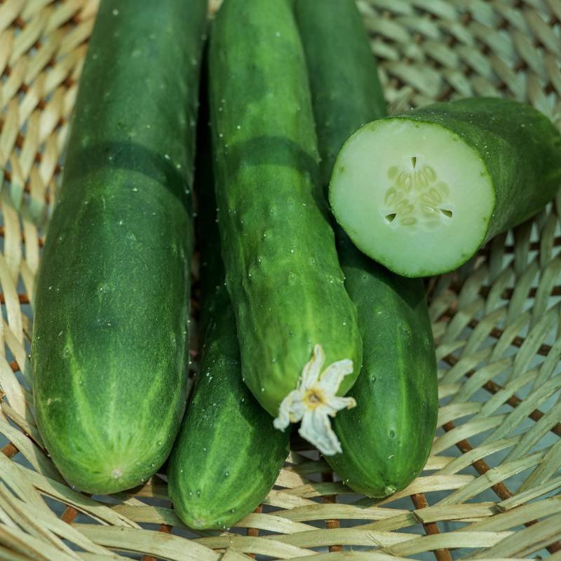 FDA says outbreak traced to cucumbers has ended with more than 500 people sickened