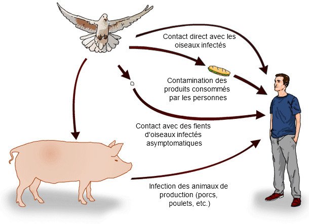 Affected person counts increasing in Cyclospora and Salmonella outbreaks