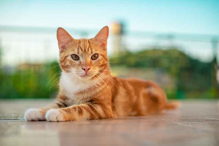 Several domestic cats in Colorado have tested positive for bird flu