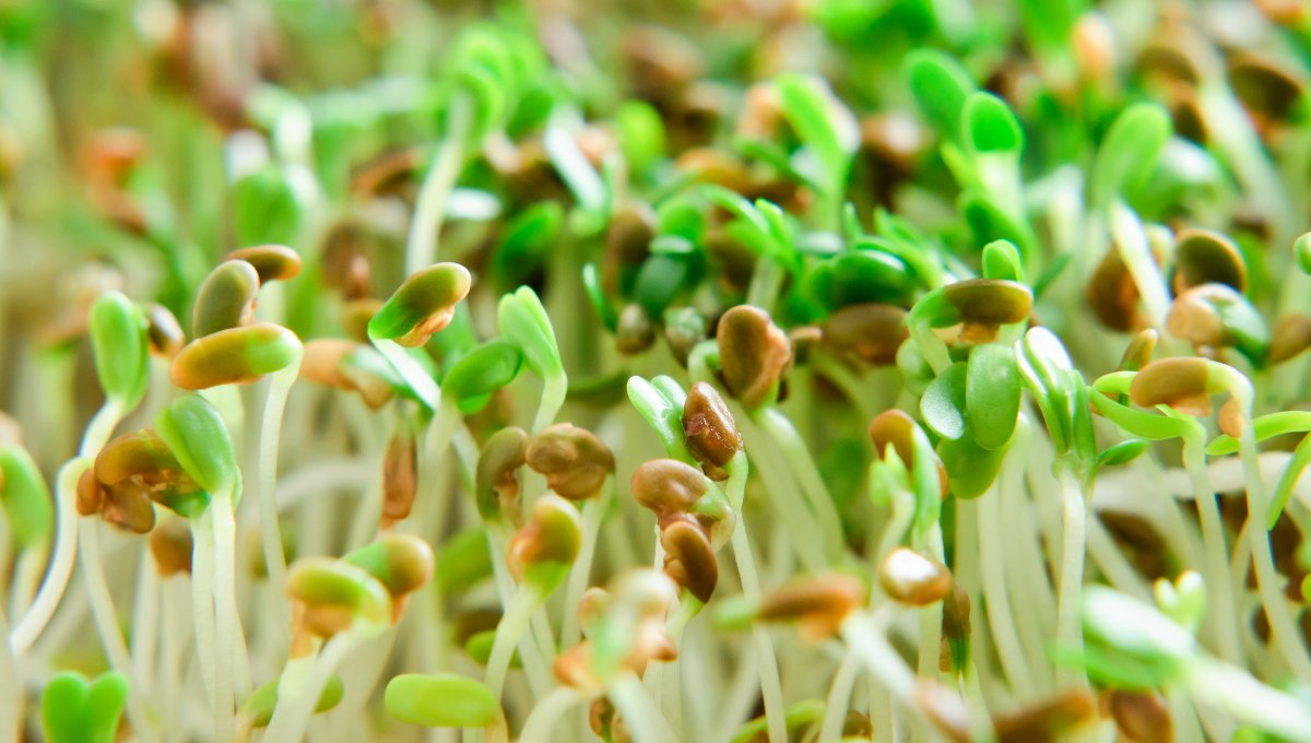 alfalfa sprouts